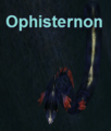 Ophisternon.png