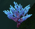 Blue Coral.png